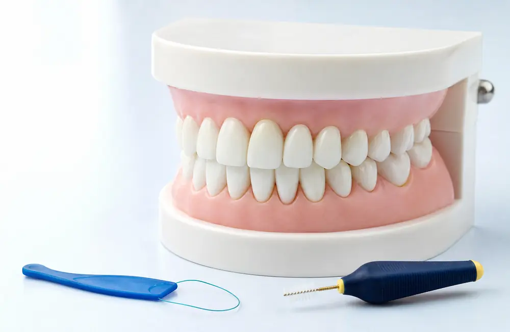 Floss threader and interdental brush beside a dental model with a tooth-coloured bridge
